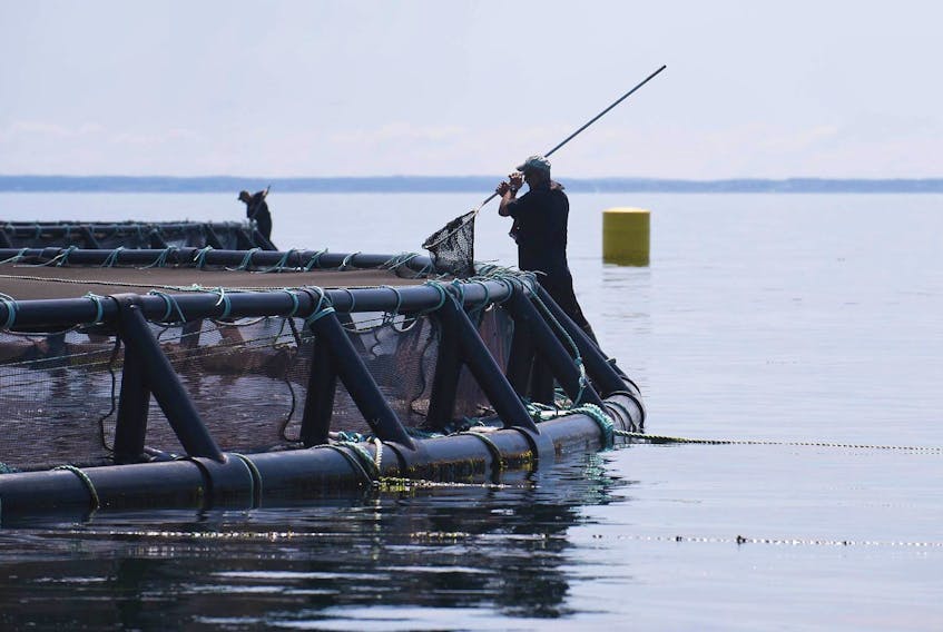 
Workers tend to nets at a Cooke Aquaculture salmon farm in the Bay of Fundy in 2012. - Adrien Veczan / File
