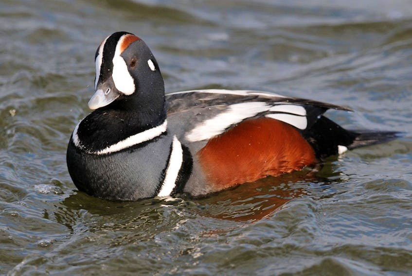 
The harlequin duck is Eastern Canada’s smallest species of sea duck, weighing in at just over a pound. FILE
