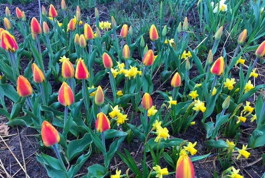 
Want a beautiful display of spring-flowering bulbs like tulips and daffodils? It will soon be time to plant.
