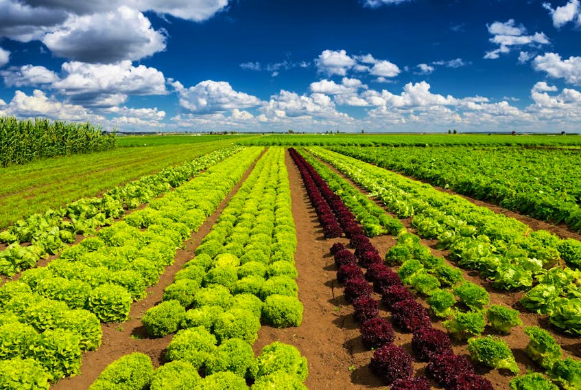 
Growing salad lettuce on field.
