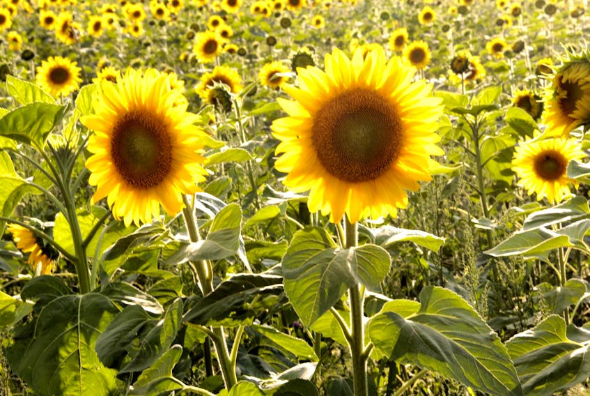
The sunflower maze takes months of planning, plowing and planting to prepare. With such a short blooming time, the flowers have been planted in sections that open about every 10 days. The whole family is involved in the planning, producing and operation of the maze. - Heather Killen
