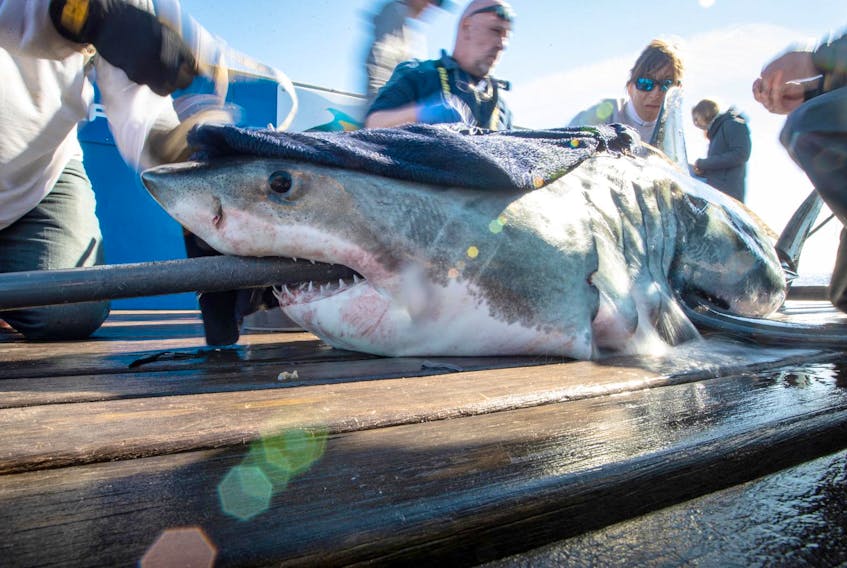 
Great White Shark Jane is tagged off of Nova Scotia in July 2018. Ocearch will return to N.S. waters next week in a second tagging operation. - Ocearch
