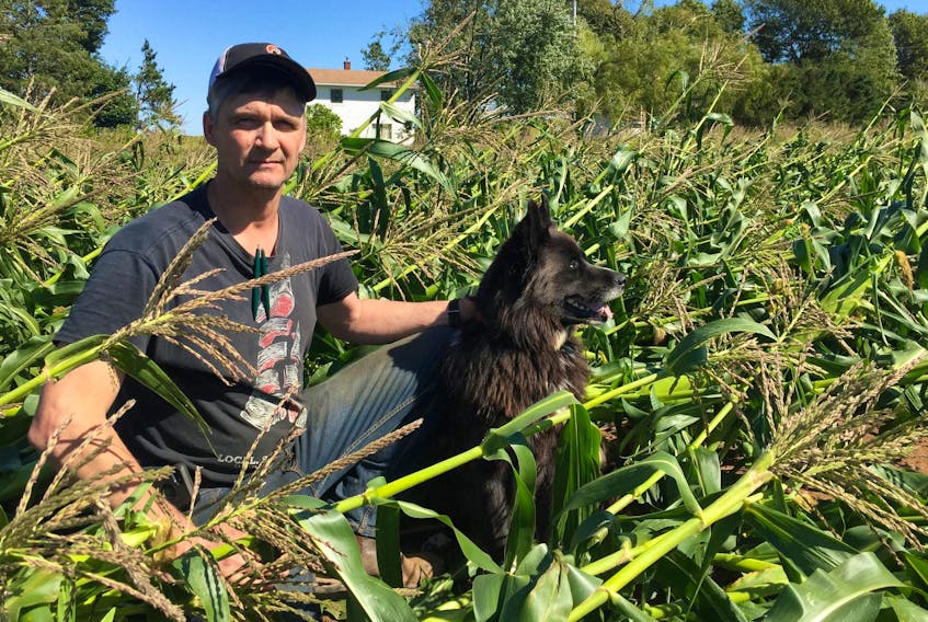 
Kings County farmer Greg Gerrits kneels in a field of sweet corn that was completely blown over by Dorian on the weekend. - Ian Fairclough
