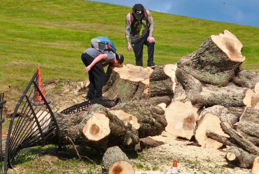 
A man stops to grab the scent of a freshly cut maple that had been toppled during hurricane Dorian and cut into smaller pieces by a city crew, on Citadel Hill in Halifax on Friday, Sept. 13, 2019. 
