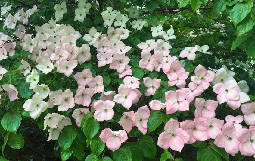 
Kousa dogwoods are a long-blooming small to medium-sized tree with year-round interest. - Niki Jabbour 
