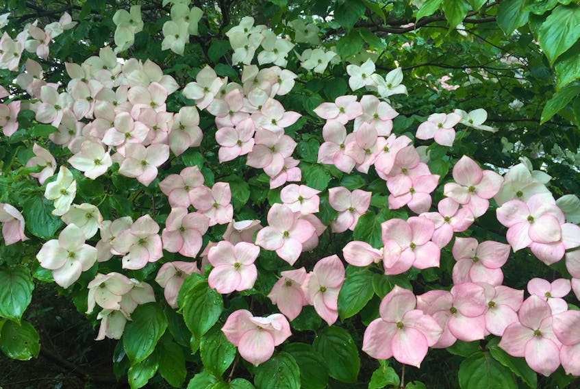 
Kousa dogwoods are a long-blooming small to medium-sized tree with year-round interest. - Niki Jabbour 
