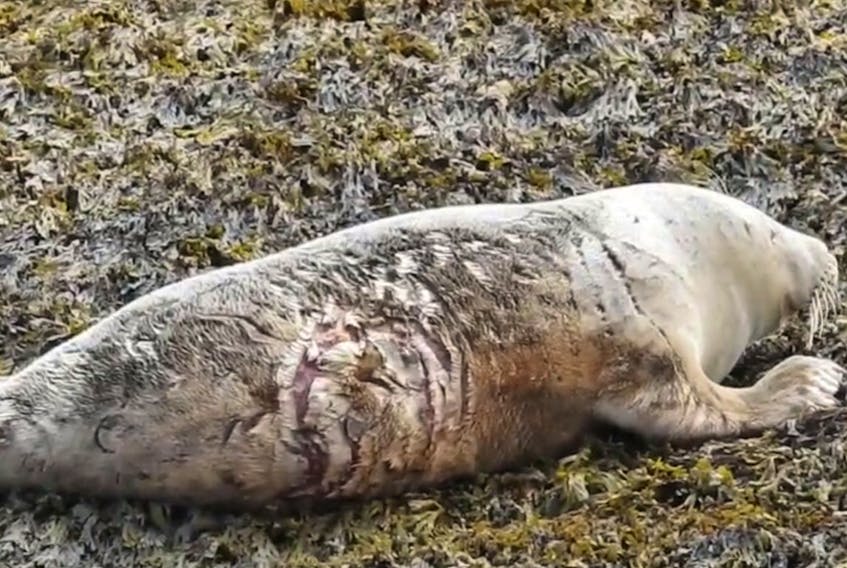 
A seal shows visible scars from a shark attack on its side in this still image from a video recorded in 2017 near Sambro. - CHRIS HARVEY-CLARK
