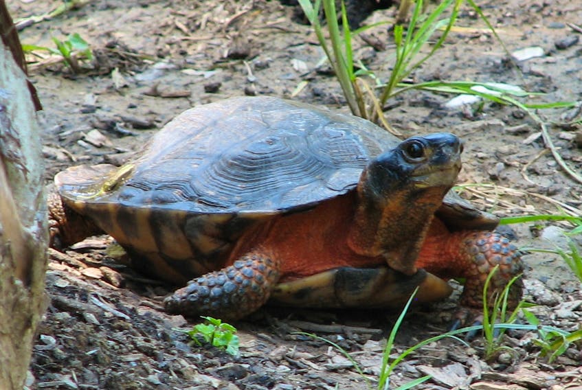
The wood turtle is among six species listed in a complaint that alleges Nova Scotia’s Lands and Forestry Department failed to protect at-risk species. - Wikipedia Commons
