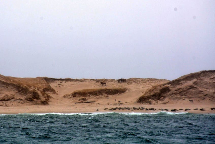 
Seals and wild horses are seen along the coast of Sable Island in April. An international panel warned Wednesday that sea levels are rising fast than anticipated as a result of climate change - File

