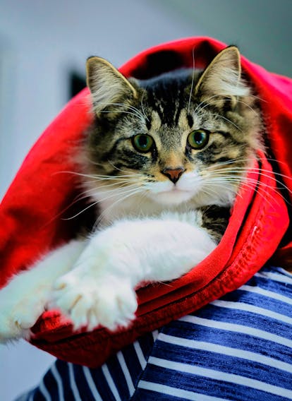 Baloo the cat snuggles inside a blanket at the Montreal SPCA on Friday. - Montreal SPCA