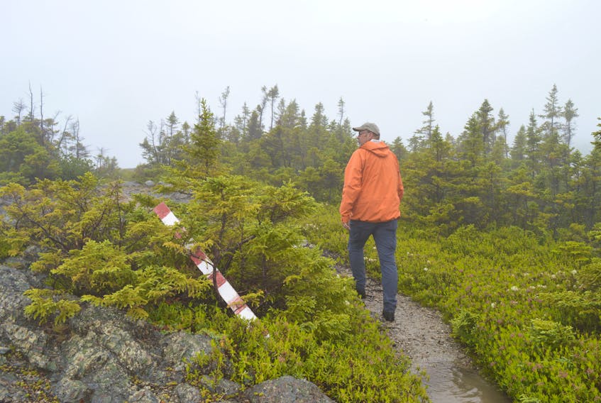 Project coordinator Kevin Robinson takes a step through a trail in Salvage currently being repaired and constructed. The network of trails throughout the Eastport Peninsula will connect the communities of Salvage, Sandy Cove, Happy Adventure, and other coves and points in between.