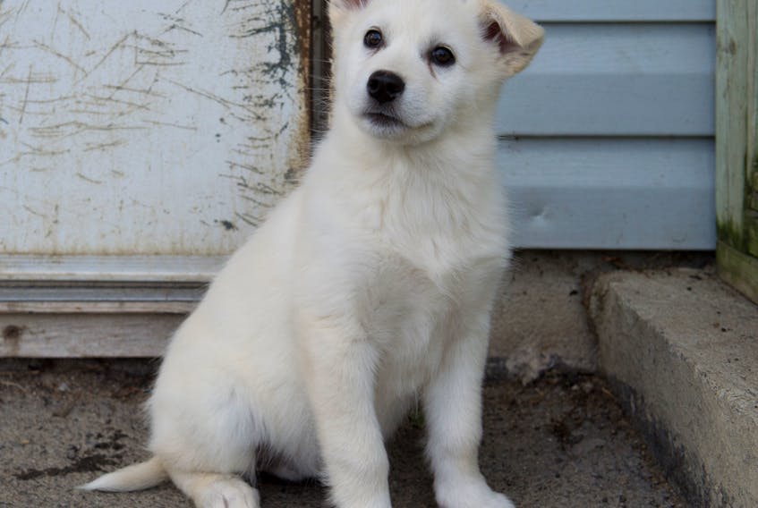 A husky mix pup awaits adoption to its new home.  This breed is particularly popular,  often adopted as soon as they arrive.