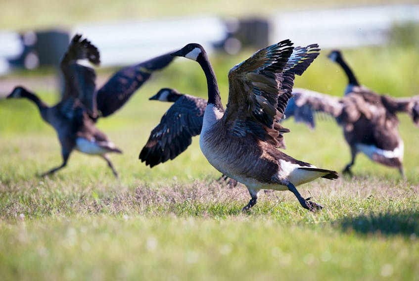 A family of Canada geese is startled and take flight in this Guardian file photo. Canada geese are common on Prince Edward Island and are one of the bird species that breed here. These geese were living in the pond at the entrance to the P.E.I. National Park in North Rustico. BRIAN MCINNIS/THE GUARDIAN