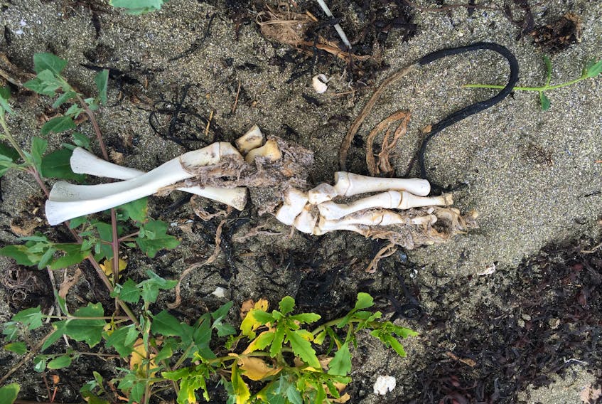 Bones found on a beach in Taylor's Bay in early August.