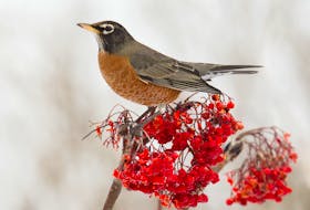 A winter robin sits on a stack of its favourite winter breakfast, dogberries. – Bruce Mactavish photo
