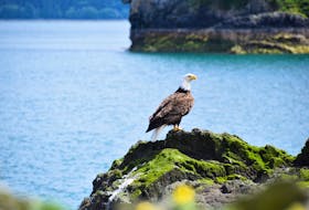 A bald eagle finds a perch on a rocky shoreline in Quebec in 2017. - Jocelyn Wood / Nature Conservancy of Canada