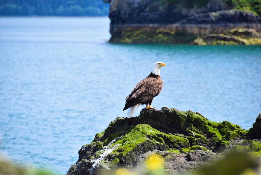 A bald eagle finds a perch on a rocky shoreline in Quebec in 2017. - Jocelyn Wood / Nature Conservancy of Canada