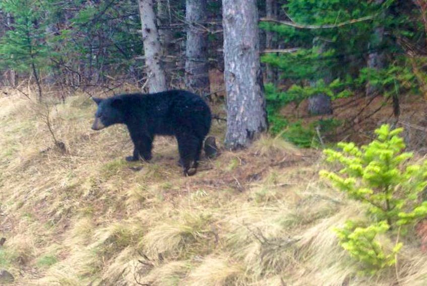 A young black bear seen in Colchester County.