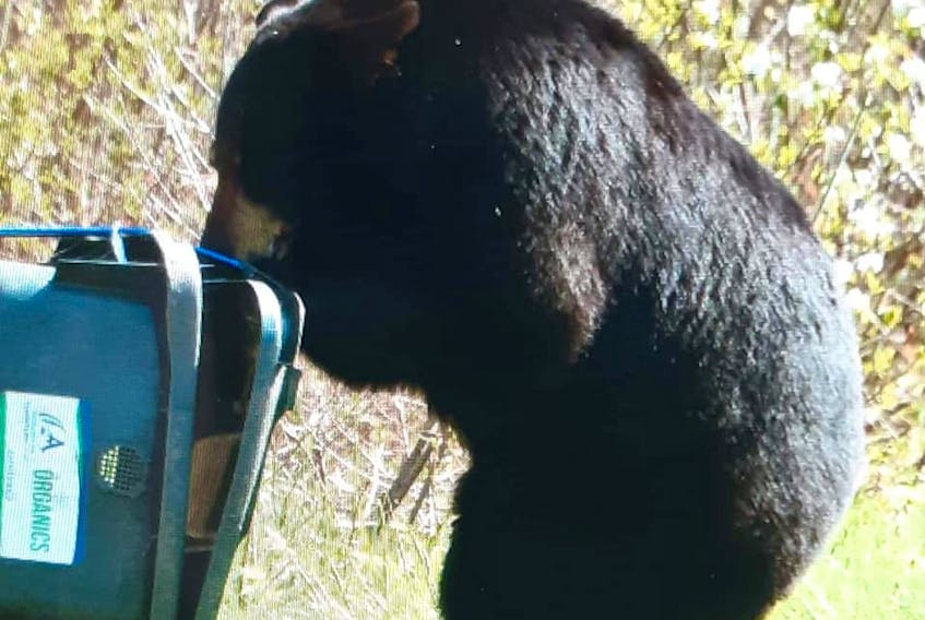 A bear tries to open a composter in Amherst recently. The bear and her three cubs were trapped by Lands and Forestry with help from Amherst Police after it kept returning to the same neighbourhood. David Simpson photo