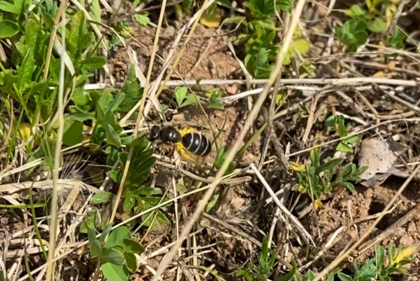 This bee was spotted using holes in the ground in a Bedford lawn. An expert identified it from the photo as Halictus rubicundus, a common sweat bee.