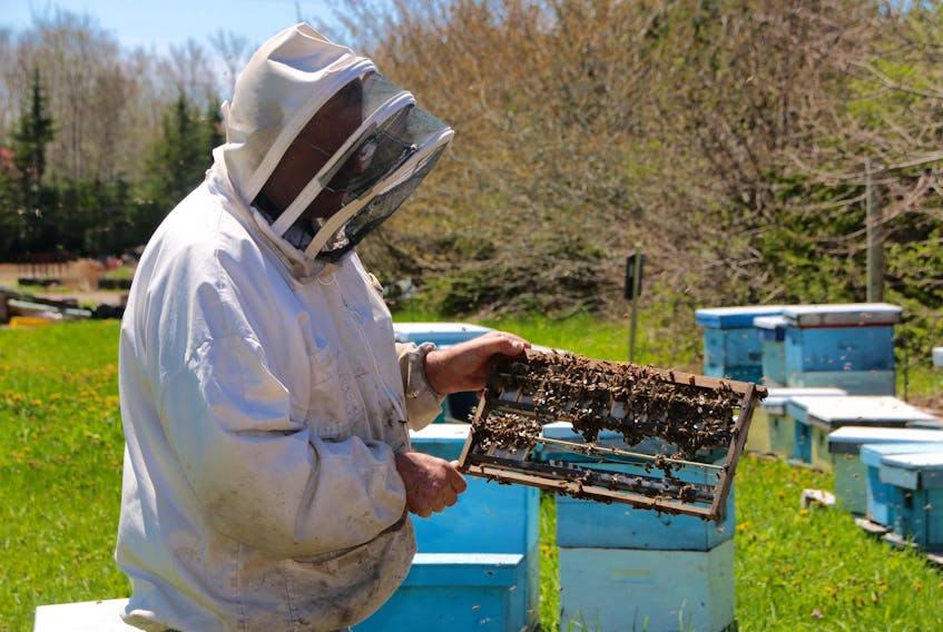 Tony Phillips checks some of the bees on his Debert property. His bees did well over the winter, with a survival rate of about 90 per cent.