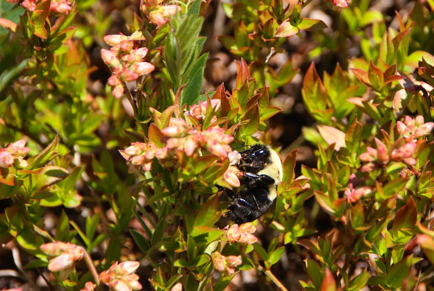 A native bee visits one of the blueberry plants in a field in Debert.