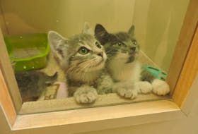A pair of hopeful kitties connect with visitors at Bide Awhile Animal Shelter's 50th anniversary open house on Saturday.