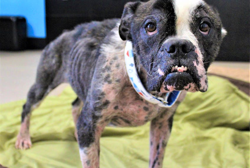The Nova Scotia SPCA has started a fundraising campaign to help pay for treatment for Bilbo Waggins, an emaciated dog found wandering at large. - NS SPCA via Twitter