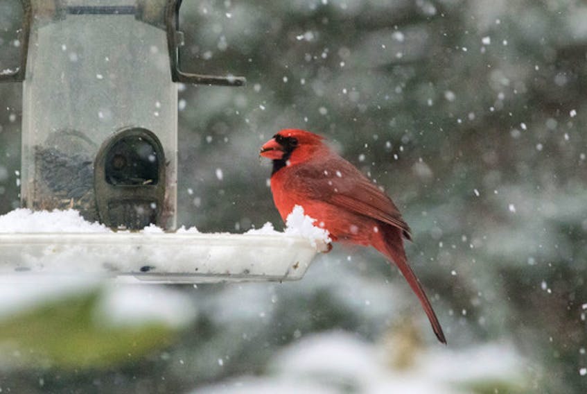 A cardinal stops by a bird feeder in Bible Hill for a bite to eat on a snowy day.