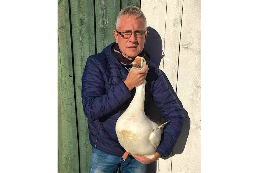Marshfield farmer Darrin Pettitt holds one of his Emden geese that was stolen and then several days later dropped off at a property across the road from his farm. The theft of the four high-quality geese, as well as six heritage-breed ducks, has left Pettitt feeling violated. He’s putting the word out to other owners and breeders of high-quality waterfowl to be on the lookout.