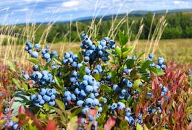Cumberland County's two PC MLAs are urging the province to purchase surplus blueberries and use them in government institutions.