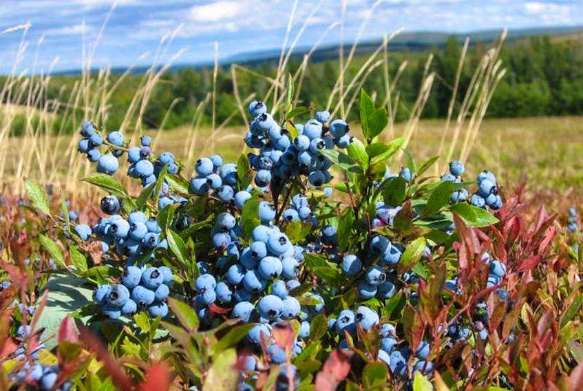 Cumberland County's two PC MLAs are urging the province to purchase surplus blueberries and use them in government institutions.