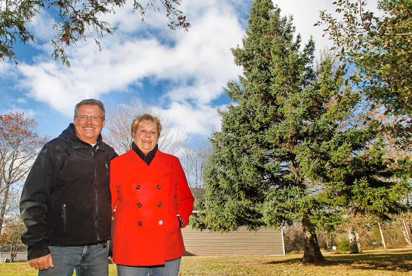 Ross McKellar and Theresa Simpson of Oxford have donated the 14-metre tall white spruce to Boston that continues a tradition that sees a Nova Scotia tree given to Boston to say thanks for sending medical personnel and supplies to Halifax following the Halifax Explosion in 1917.