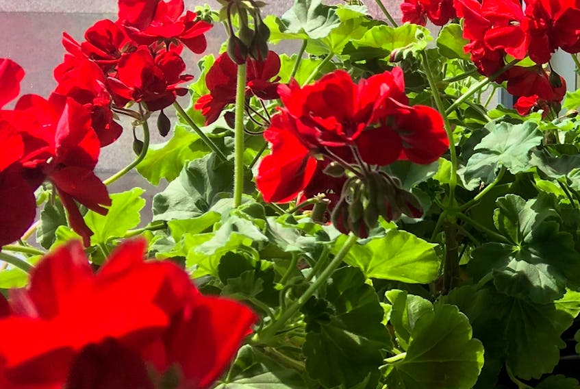 A mass of healthy geraniums is a real pick-me-up.