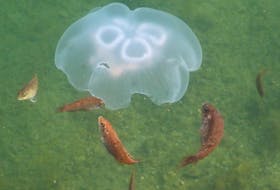 Cunner consuming moon jelly in Bras d’Or estuary summer 2018. CONTRIBUTED/ Bruce Hatcher