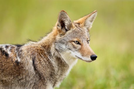 Coyote sighting reported at Westmount picnic park