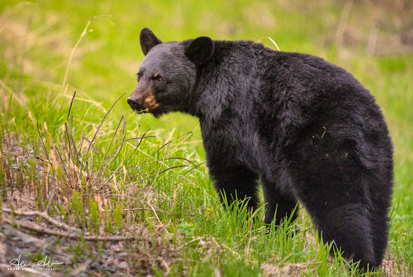 A black bear is shown in this image.