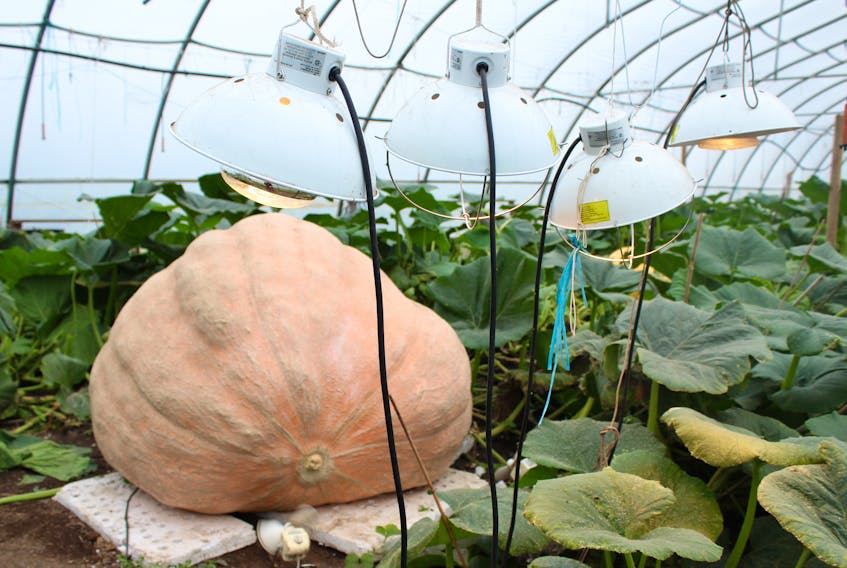 Heat lamps ensure a temperate climate for Mahmood Naqvi’s pumpkins, which include two gourds dedicated in memory of Millville farmers Jeanne Eyking and Joe King, who both played pivotal roles in promoting agriculture on Boularderie Island.
