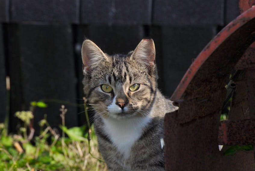 The Feral and Abandoned Cat Society is celebrating the fifth anniversary of its trap-neuter-return program.