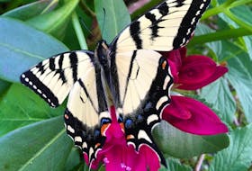 Native plants attract the other beauties to your garden, like this yellow swallowtail butterfly.