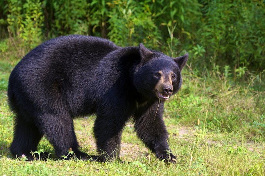 A black bear is shown in this file photo. Wildlife officials have euthanized a young black bear that was seen roaming through a residential neighbourhood in Port Hawkesbury.