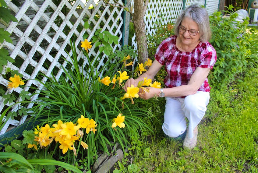 Dona Benac kneels next to the day lilies in the backyard garden of her home. The North Sydney Garden Club member will be among this year’s entrants in the annual rose and flower show taking place Wednesday.