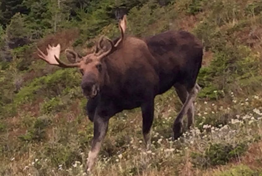 A moose is shown along the Skyline trail in the Cape Breton Highlands National Park in this Cape Breton Post file photo.