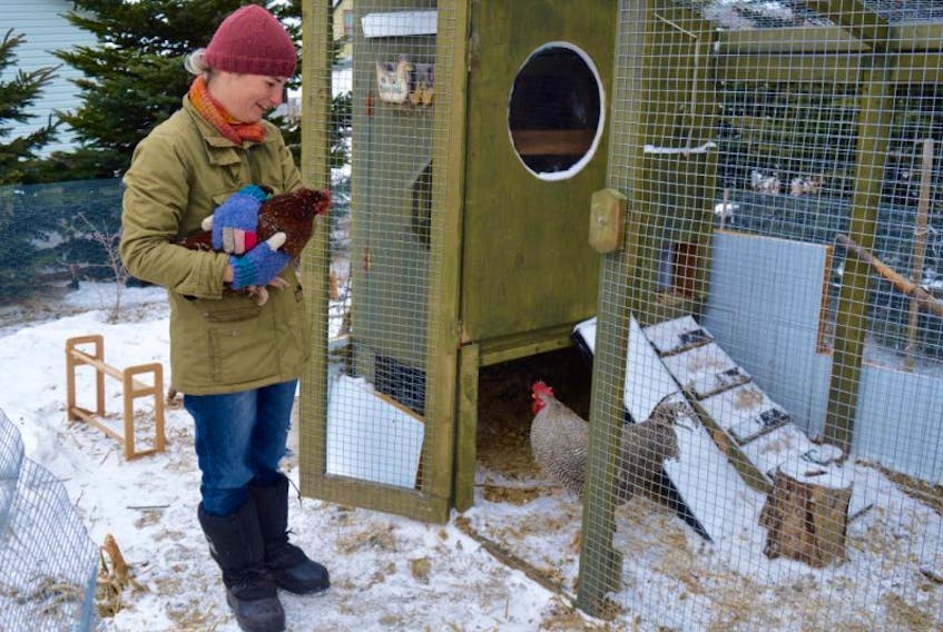 Nicole Dixon stands in the chicken coop that sits in the backyard of her New Waterford home while holding Percy, the Speckled Sussex hen that laid an egg within an egg, while proud barred rock rooster Slim Charles struts into the frame so as not to miss out on the limelight.