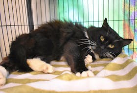 Bandit reclines inside his cage at Nova Scotia SPCA’s Cape Breton shelter. The three-year-old male has feline immunodeficiency virus, which has made it difficult to find the otherwise healthy and affectionate black-and-white cat a new home.