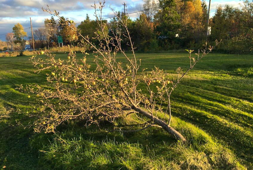 Wind and water can cause a tree to tip, but if it’s still growing healthily, it may be resurrected.