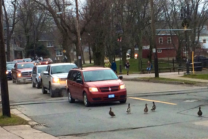 The ducks at Sydney’s Wentworth Park created a bit of a traffic jam Thursday morning in deciding to forage across George Street.