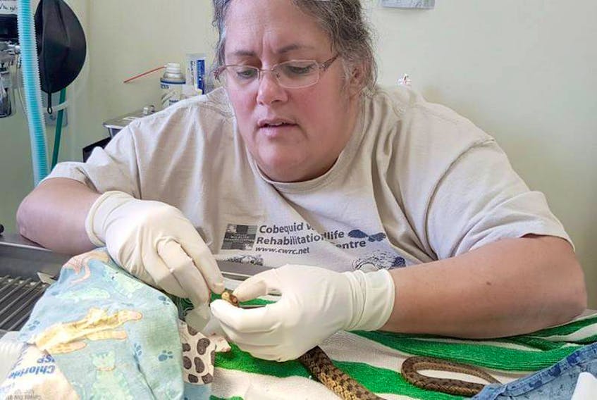 In this file photo, Dr. Helene Van Doninck performs her first-ever surgery on a snake, when a garter snake with infected eyes came to the Cobequid Wildlife Rehabilitation Centre. Van Doninck will give presentations on the effects of lead ammunition and tackle in Glace Bay on Feb. 21.