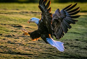 A bald eagle swoops in to grab a snack at sunset on Aug. 3 in Iona. Neila MacLellan was sitting on her deck when she snapped this photo. “My cat caught a mouse and the cat played (with and) tortured, the poor creature,” she said. “When he was done, I took it and threw the mouse on the lawn. And the eagle spotted it and swopped in.” NEILA MACLELLAN