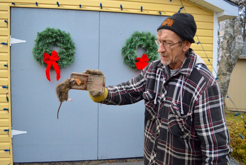 John Sullivan holds up a rat he caught in a trap on his Cabot Street property in Sydney’s Ashby area. Sullivan said he’s at war with the rodents whose numbers he believes are increasing as of late. DAVID JALA/CAPE BRETON POST